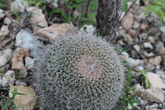 Mammillaria mystax