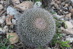 Mammillaria mystax