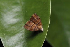 Choreutis achyrodes