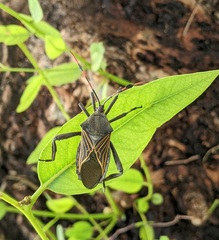 Pachylis neocalifornicus