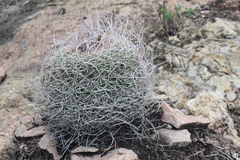 Mammillaria mystax