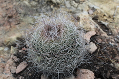 Mammillaria mystax