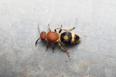 Odontomutilla uranioides