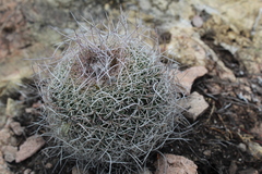 Mammillaria mystax