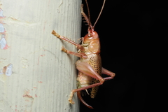 Ocellarnaca