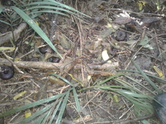 Powelliphanta annectens
