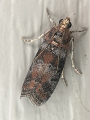 Sciota rubrisparsella