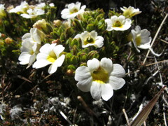 Euphrasia petriei