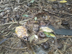 Powelliphanta annectens