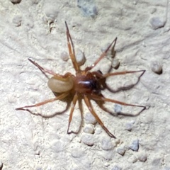 Septentrinna