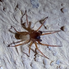 Septentrinna