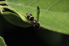 Parancistrocerus hongkongensis