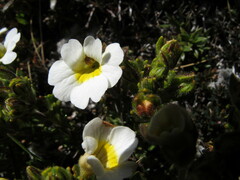 Euphrasia petriei