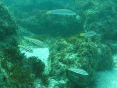 Hologymnosus doliatus