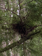 Arceuthobium tsugense tsugense