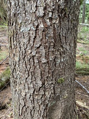 Arceuthobium tsugense tsugense