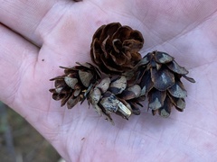 Arceuthobium tsugense tsugense