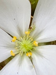 Drosera aberrans