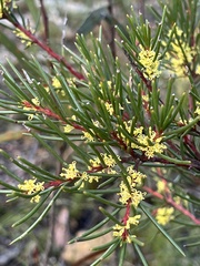 Hakea pachyphylla