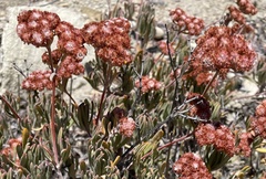 Eriogonum arborescens