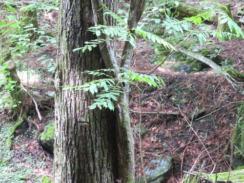 Image of Pterocarya rhoifolia by (c) Marco Mussita, some rights reserved (CC BY)