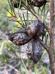 Hakea pachyphylla
