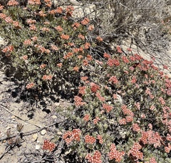 Eriogonum arborescens