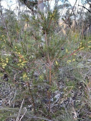 Hakea pachyphylla