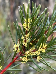 Hakea pachyphylla