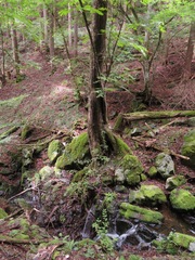 Pterocarya rhoifolia