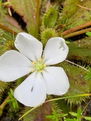Drosera aberrans
