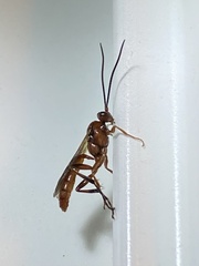 Spilichneumon