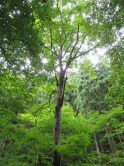 Pterocarya rhoifolia