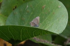 Hemiargus ramon