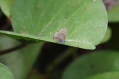 Hemiargus ramon