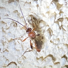Spilichneumon