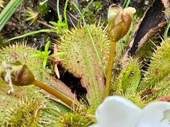 Drosera aberrans