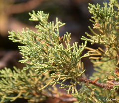 Juniperus grandis