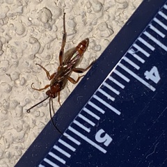 Spilichneumon