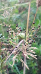 Aceria galiobia