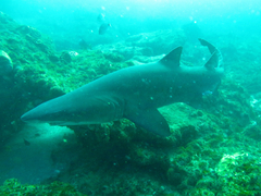 Carcharias taurus