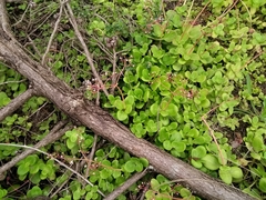 Crassula multicava multicava