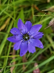 Gentiana pudica