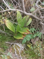 Veratrum nigrum