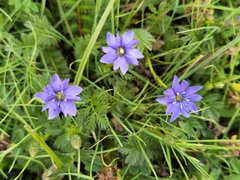 Gentiana pudica