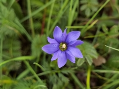 Gentiana pudica
