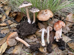 Inocybe roseifolia