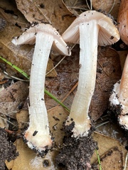 Inocybe roseifolia