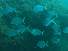 Rhabdosargus holubi