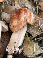 Inocybe roseifolia
